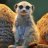 Meerkat