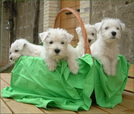 litter.jpg