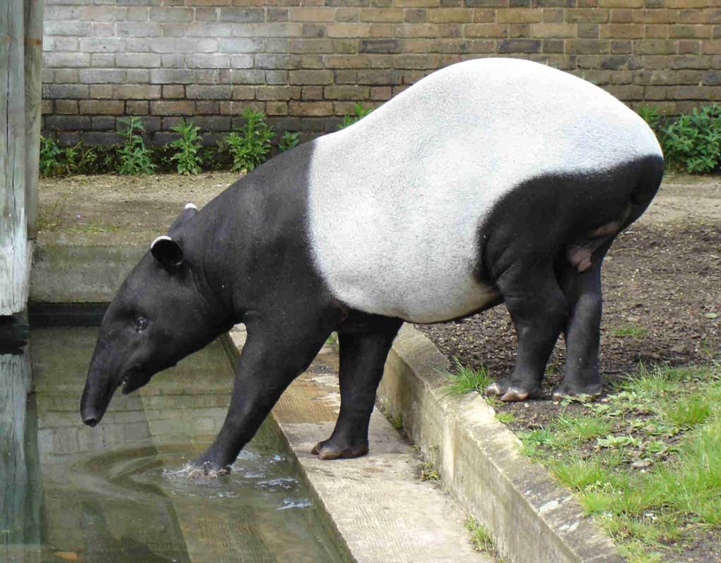 tapiro.jpg