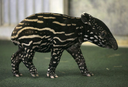 tapiro.jpg