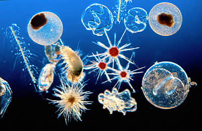 plancton.jpg