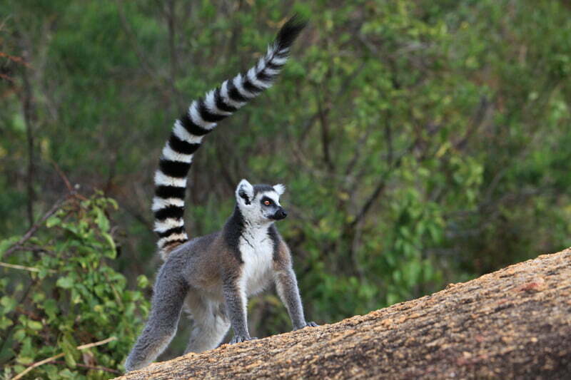 lemuri-madagascar.jpg
