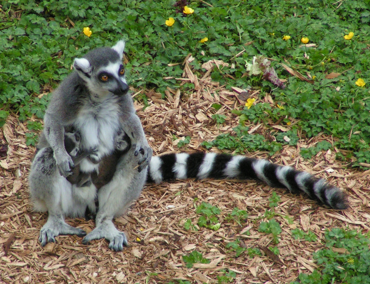 Ring_tailed_lemur_and_twins.jpg