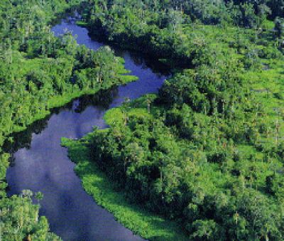 amazzonia-bali-clima-co2-foresta-kyoto-wwf.jpg