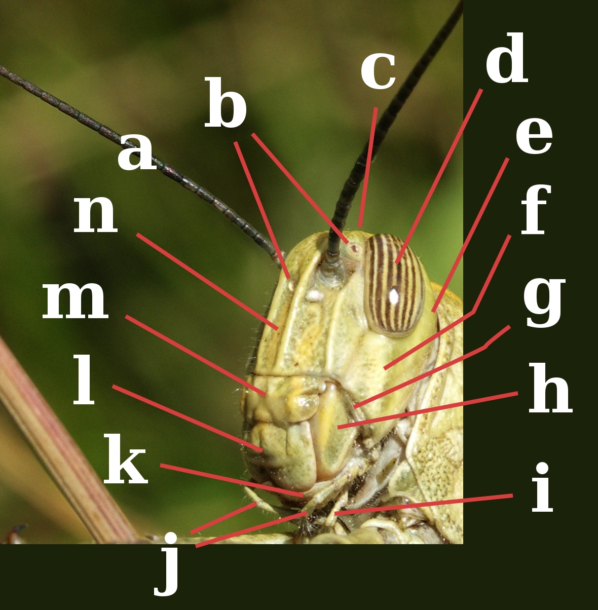 Grasshopper-head.jpg