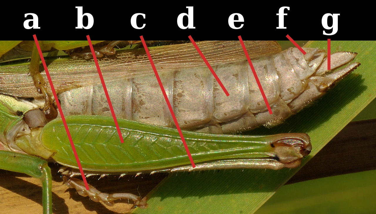 Grasshopper-abdomen.jpg