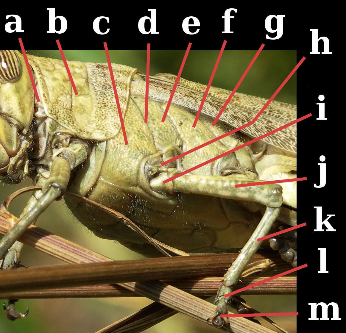 Grasshopper_thorax_lateral.jpg