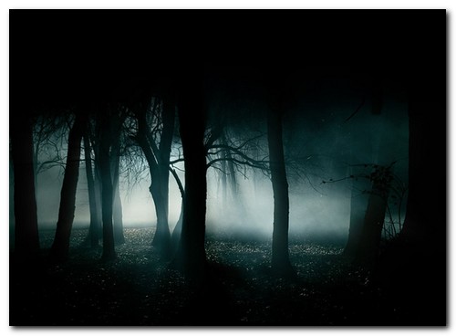 dark-forest.jpg