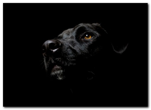 noiresque-dog.jpg