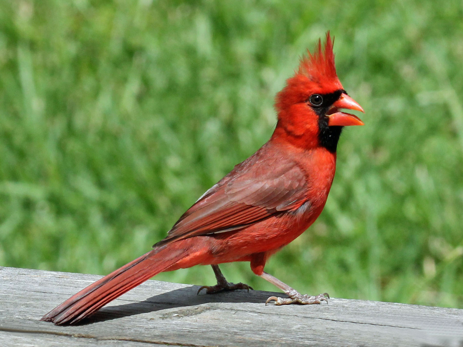 Northern_Cardinal_male_RWD2.jpg